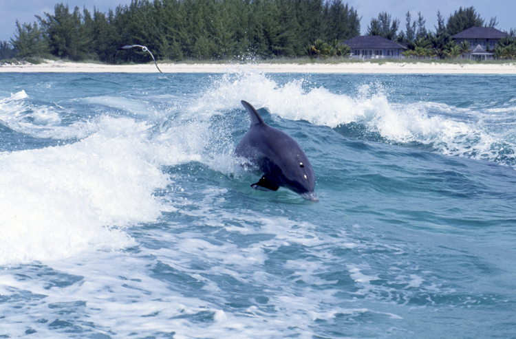 DIVING;UNDERWATER;bahamas;dolphins;F894_FACTOR_9A 2